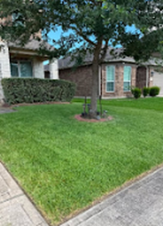 Shaded front lawn mowed around a mature tree